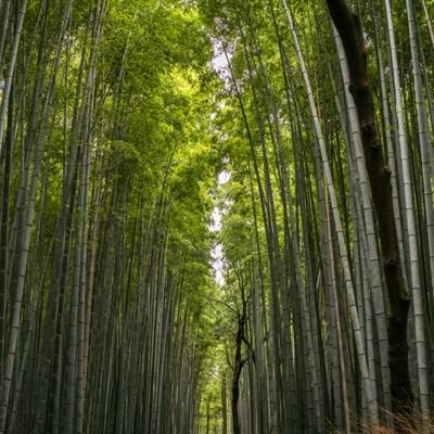 疯神来了变态版下载